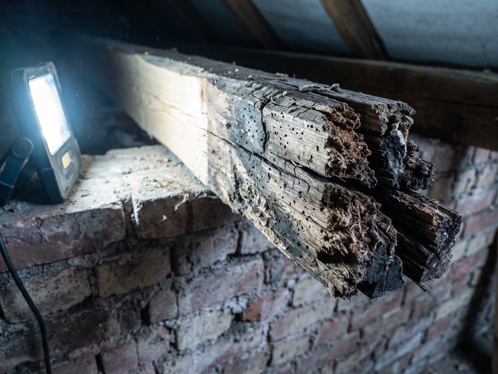 Aangetast balkuiteinde op een muurplaat, met zacht donker hout en uitvlieggaatjes, naast een gezond deel van dezelfde balk