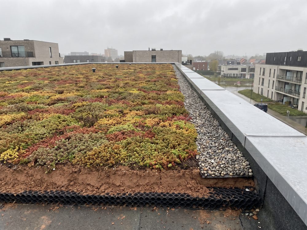 Extensief groendak met sedumbeplanting op een plat dak